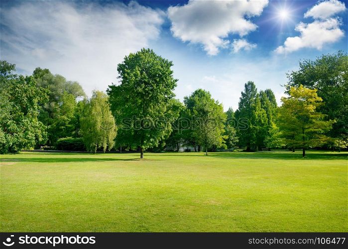Bright summer sunny day in park with green fresh grass and trees. Space for text.