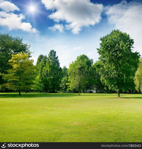 Bright summer sunny day in park with green grass and trees. Space for text.