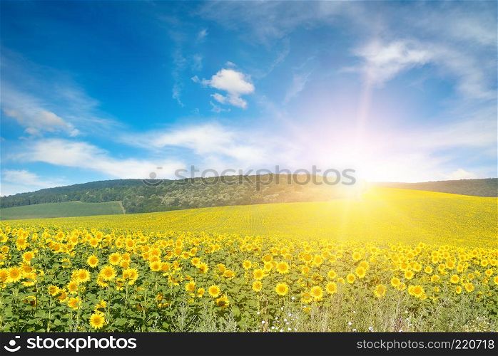 Bright sun above sunflower field. Copy space