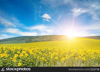 Bright sun above sunflower field. Copy space