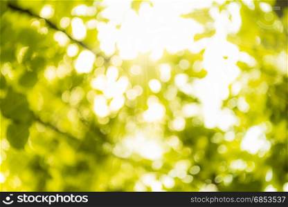 Bright sun and its rays seen through blurred tree leaves in summer colors
