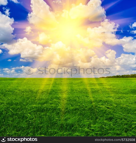 Bright sun and the blue cloudy sky over a wheat field in spring day.