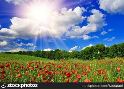 Bright sun in the blue sky over poppy field in a spring sunny day