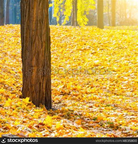 Bright sun light in autumn park with trees and orange fallen leaves