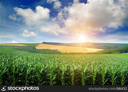 Bright sun rises over a field of corn. Spring landscape.