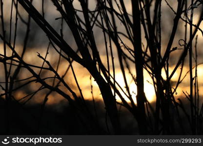 Bright sun set through branches focused