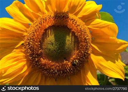 Bright sunflower against blue sky.