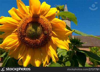 Bright sunflower against blue sky.
