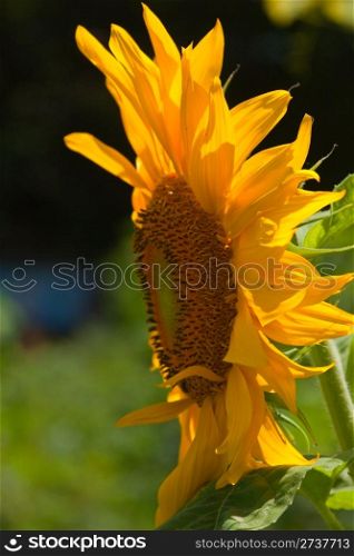 Bright sunflower in the garden.