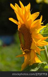 Bright sunflower in the garden.