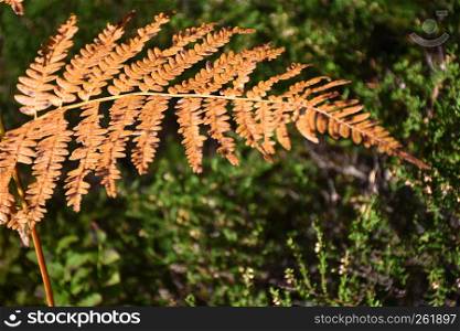 Bright sunlit bracken plant in beautiful fall season colors