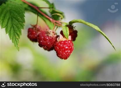 Bright sunlit ripe growing raspberries