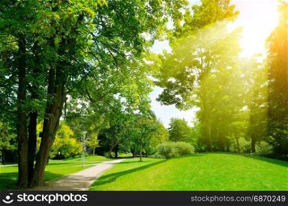 Bright sunny day in park. The sun rays illuminate green grass and trees.