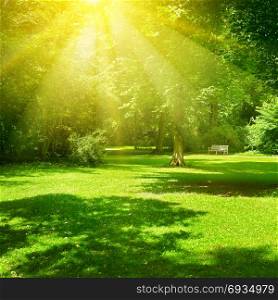 Bright sunny day in park. The sun rays illuminate green grass and trees. Summer landscape.