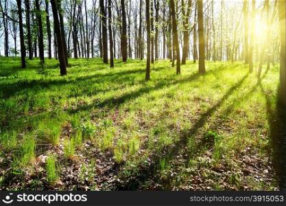 Bright sunny day in spring forest with green trees