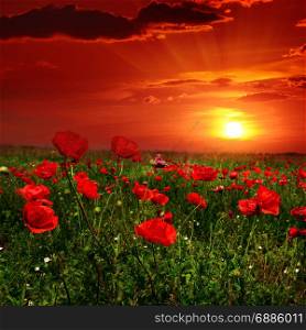 Bright sunrise in poppy field and red sky