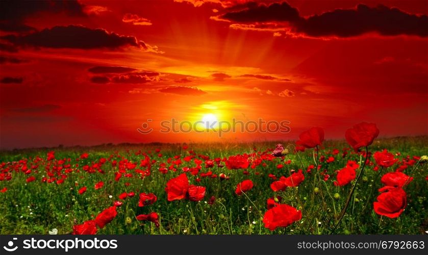 Bright sunrise in the poppy field