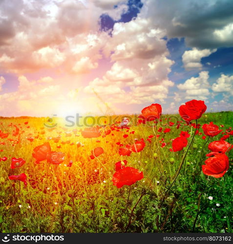 Bright sunrise in the poppy field