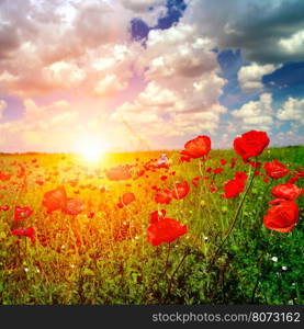 Bright sunrise in the poppy field