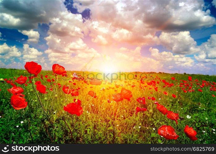 Bright sunrise in the poppy field and blue sky