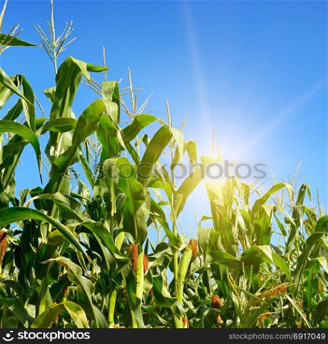 Bright sunrise on a cornfield in summer.