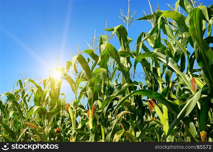 Bright sunrise on a cornfield in the summer.