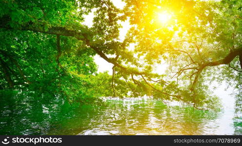 Bright sunrise on shore of picturesque lake