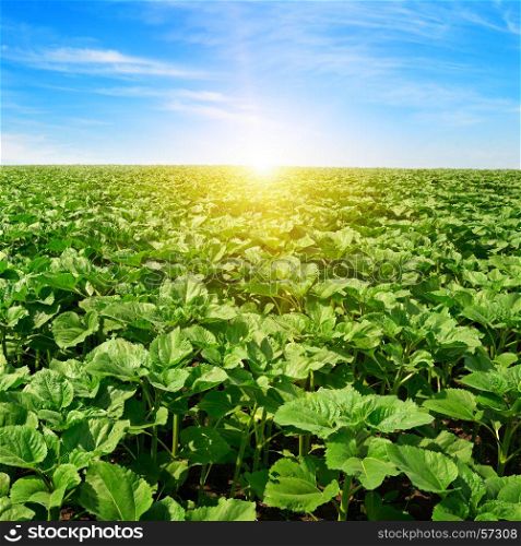 bright sunrise over sunflower field and blue sky