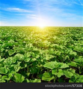 bright sunrise over sunflower field and blue sky