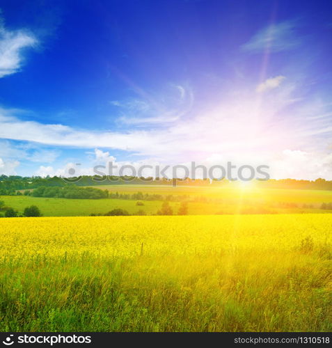 Bright sunset over rapeseed field. Agricultural landscape.