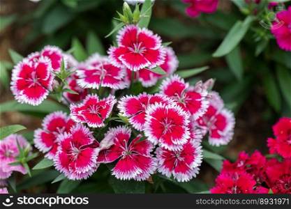 Bright Sweet William flowers Dianthus barbatus flowering in a garden. Dianthus flowers  Dianthus spp. 