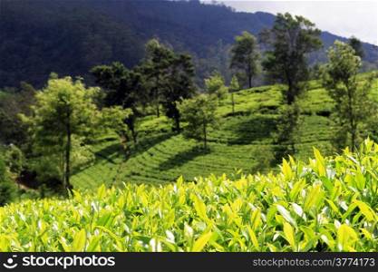 Bright tea leaves on the plantation near Nuwara Eliya, Sri Lanka