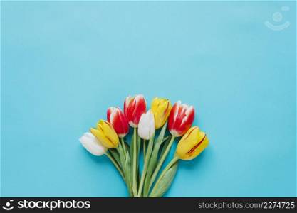 bright tender tulips bunch