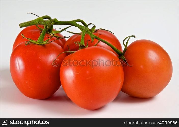 bright tomatoes on the vine