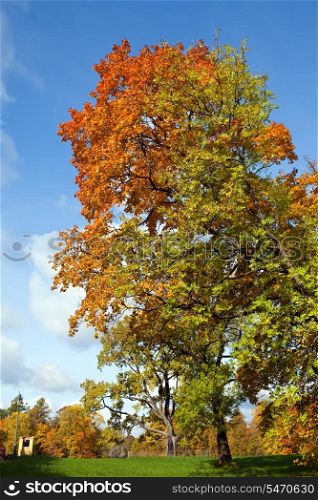 Bright tree in autumn park