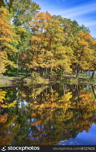 Bright tree in autumn park