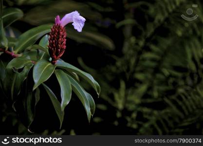 Bright Tropical Flower in Forrest