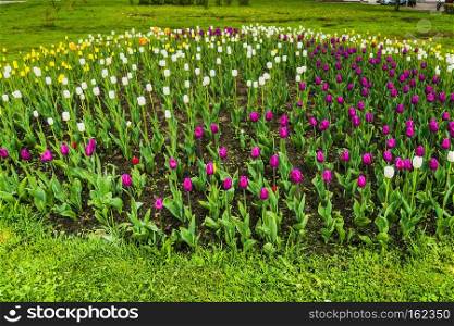 Bright tulips blooming, spring flowers in the flowerbed, city streets decoration.