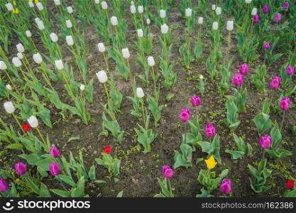 Bright tulips blooming, spring flowers in the flowerbed, city streets decoration.