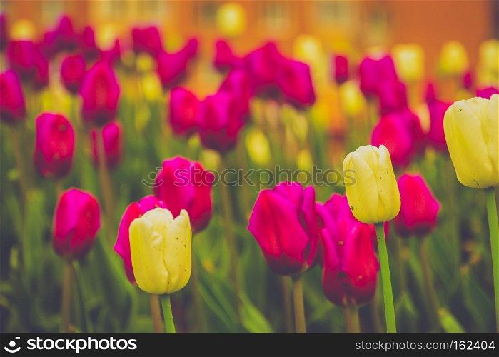 Bright tulips blooming, spring flowers in the flowerbed, city streets decoration, filtered.