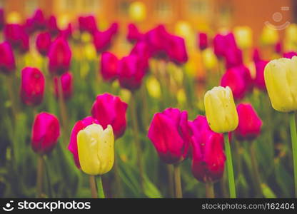 Bright tulips blooming, spring flowers in the flowerbed, city streets decoration, filtered.