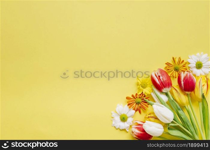 bright tulips with daisies corner 2. Resolution and high quality beautiful photo. bright tulips with daisies corner 2. High quality beautiful photo concept