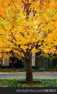 Bright vibrant yellow Gingko tree at Marunouchi District modern Tokyo downtown in Autumn
