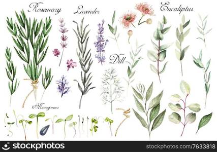 Bright Watercolor set with herbs. Illustration. Bright Watercolor set with herbs.