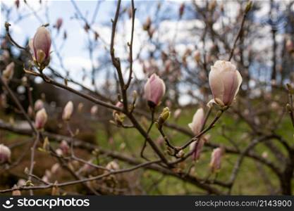 Bright white and pink flowering branches in bloom of a magnolia tree in the garden on a beautiful sunny day in the spring time.. Bright white and pink flowering branches in bloom of a magnolia tree in the garden on a beautiful sunny day in the spring time