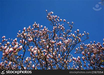 Bright white and pink flowering branches in bloom of a magnolia tree in the garden against a blue cloudless sky background on a beautiful sunny day in the spring time.. Bright white and pink flowering branches in bloom of a magnolia tree in the garden against a blue cloudless sky background on a beautiful sunny day in the spring time