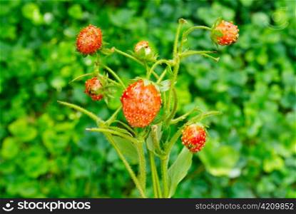 Bright wild strawberries with leaves.