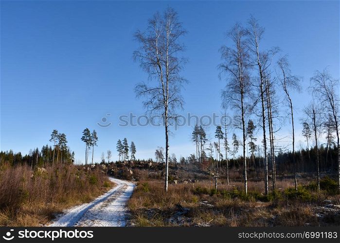 Bright woodland with a winding snowy country road