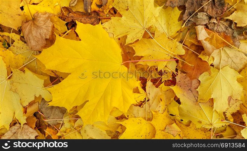 Bright yellow autumn background from close-up of fallen foliage of maple tree