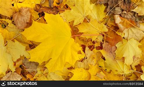 Bright yellow autumn background from close-up of fallen foliage of maple tree
